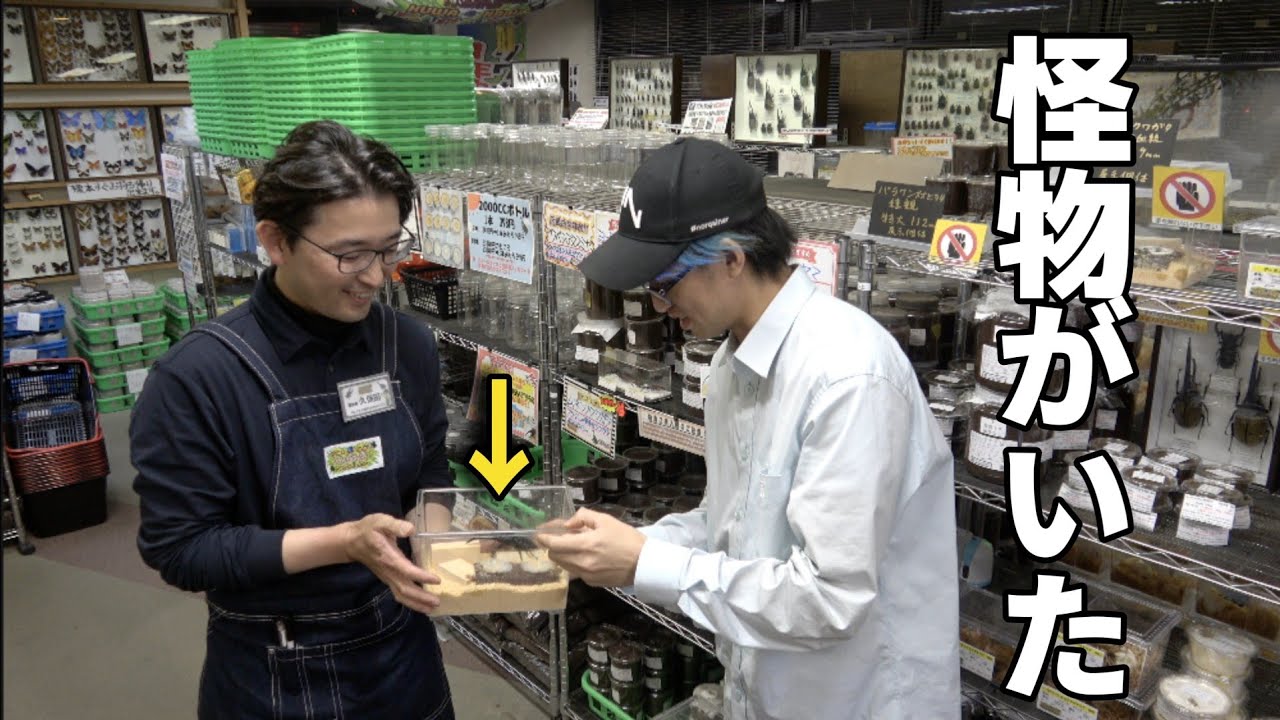 中部最大級の昆虫ショップに化け物がいました