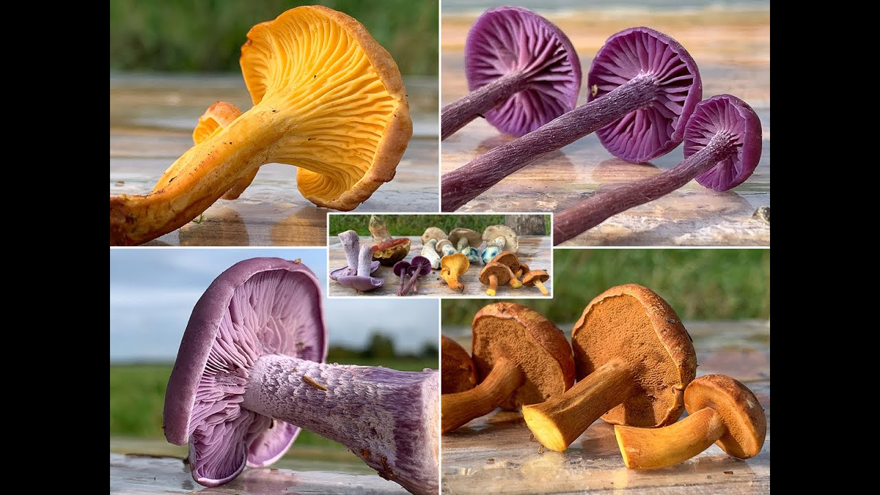 Pilze im Oktober | 04.10.2019 | Kalter Start in den Pilzmonat Oktober