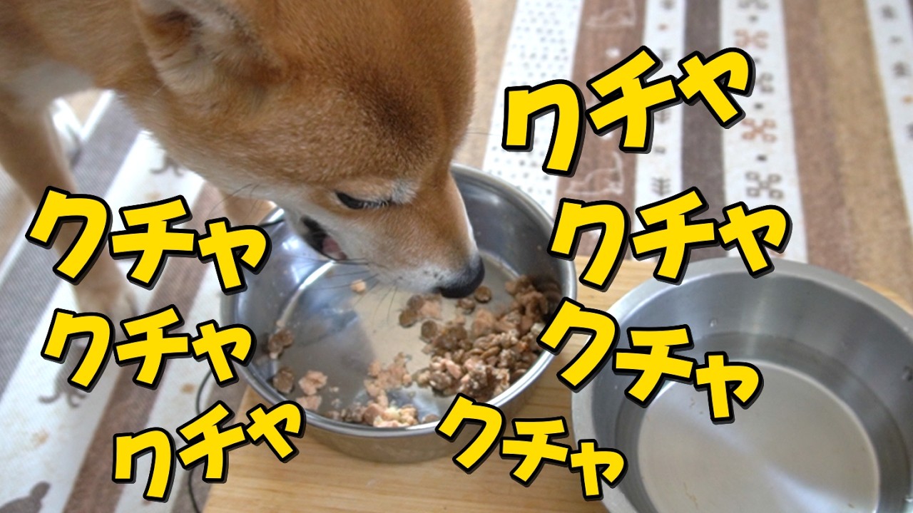 【必聴！】お気に入りの時はめっちゃクチャラーになる柴犬小夏！ASMR　後半湊川散歩