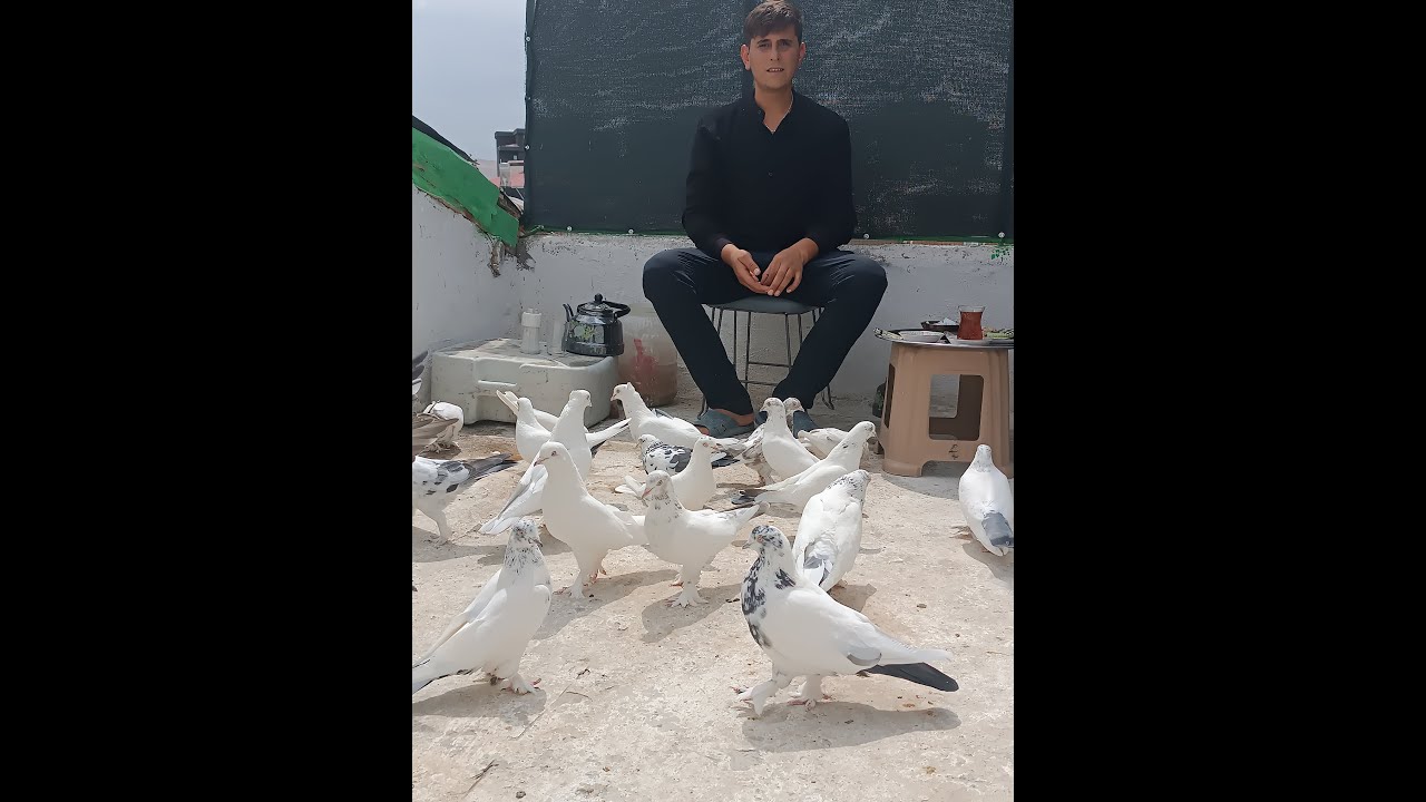AZAT YAKUT/UN VAN GÜVERCİNİ KÜMESLERİNİ ÇEKTİM