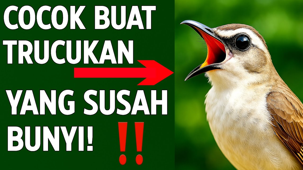 Masteran trucukan gacor ngalas tarung ropel paling bagus untuk pancingan trucukan agar bunyi nyaut