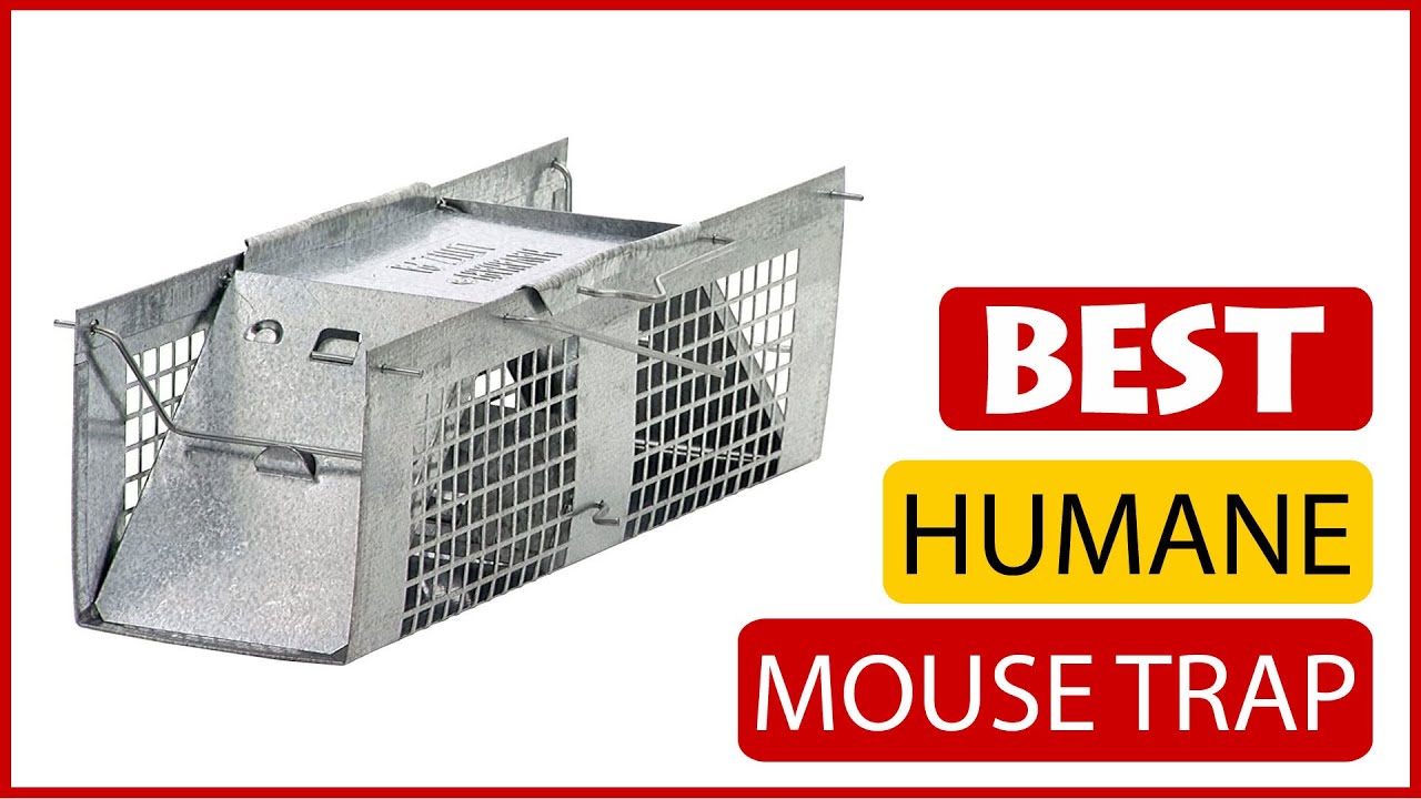 ✅ Best Humane Mouse Trap Reviews In 2023 🏆 5 Items Tested & Buying Guide