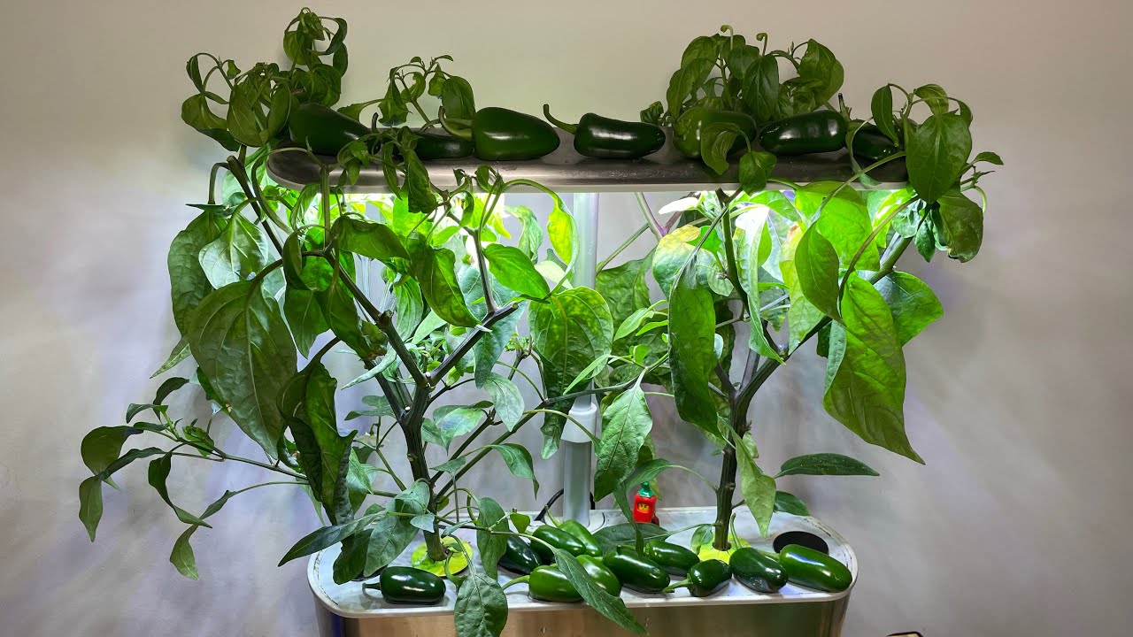 Jalapeños went WILD in my Aerogarden - Full Grow