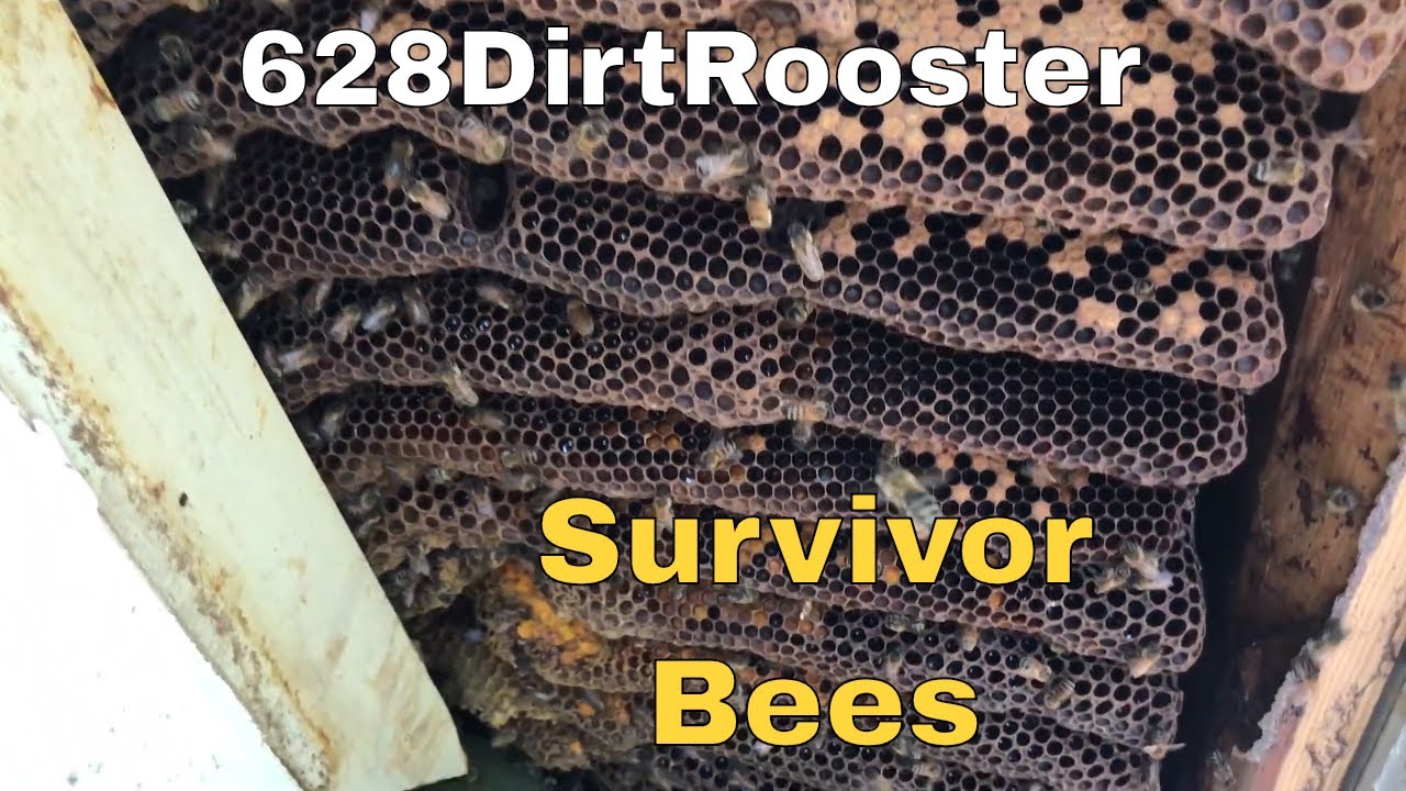 Poisoned Bees...  The Hive That Wouldn't Die