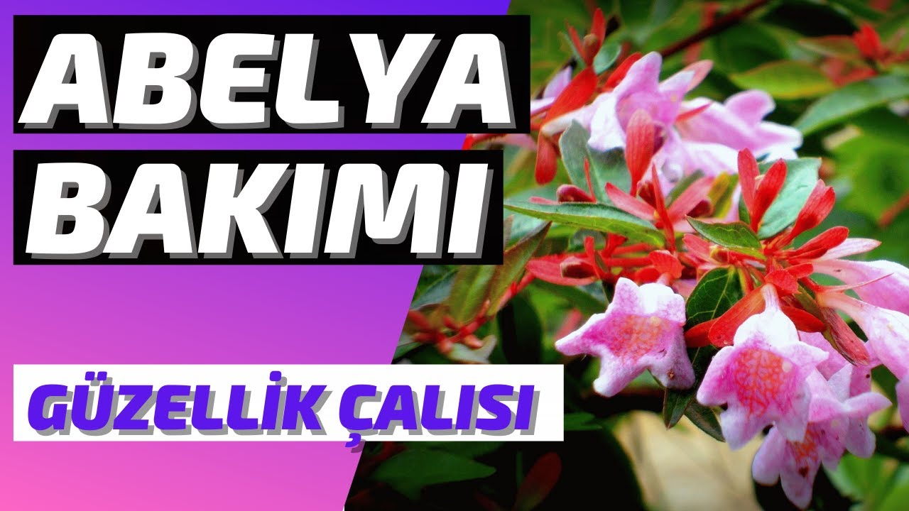 ABELYA ÇİÇEĞİ BAKIMI (ABELİA GRANDİFLORA)