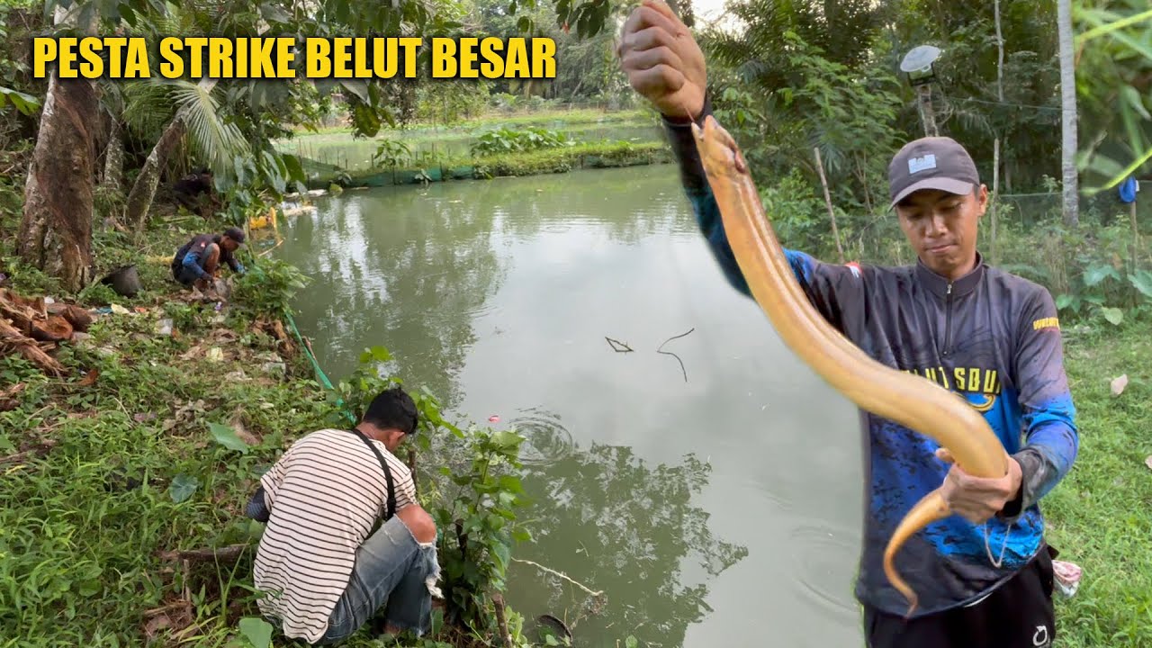 STRANGELY, ONLY ON THIS EMBANKMENT ARE THERE LARGE EELS