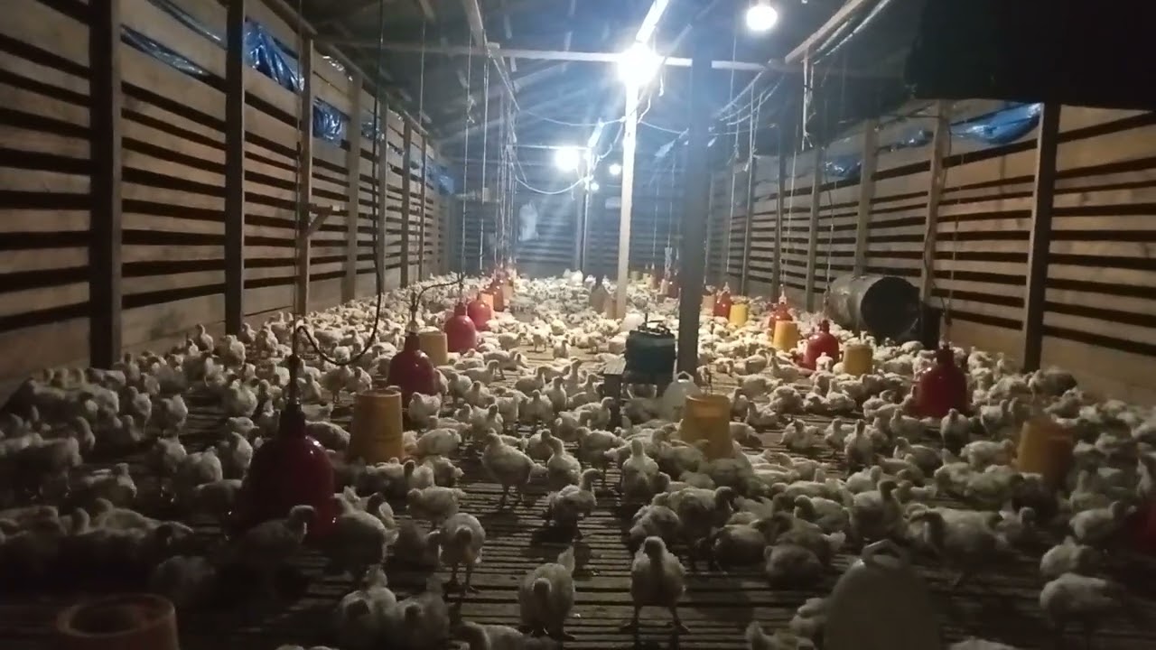 Umur 23 hari bobot Masi 1kg