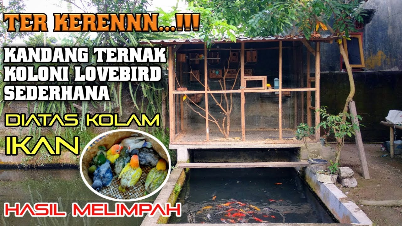 Kandang Ternak Lovebird Sistem Koloni Minimalis Sederhana Terkeren dihalaman Rumah diatas Kolam Ikan