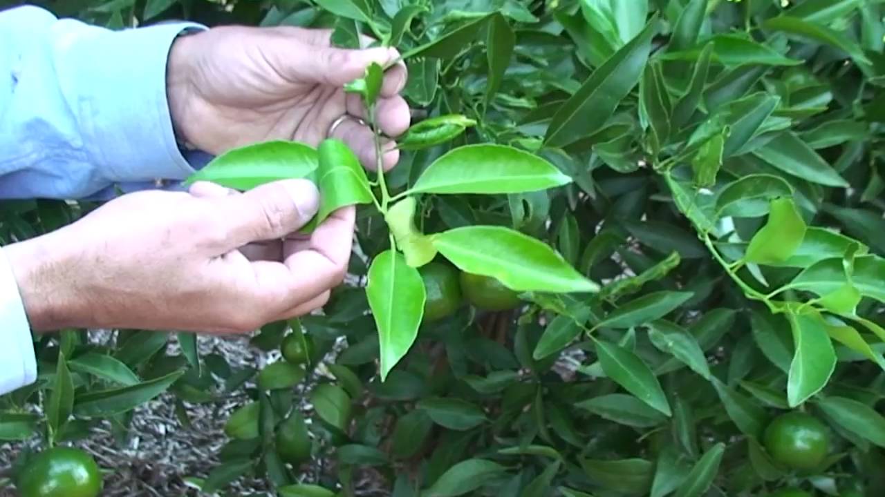 Citrus leaf analysis: Part 2 leaf sampling mandarins