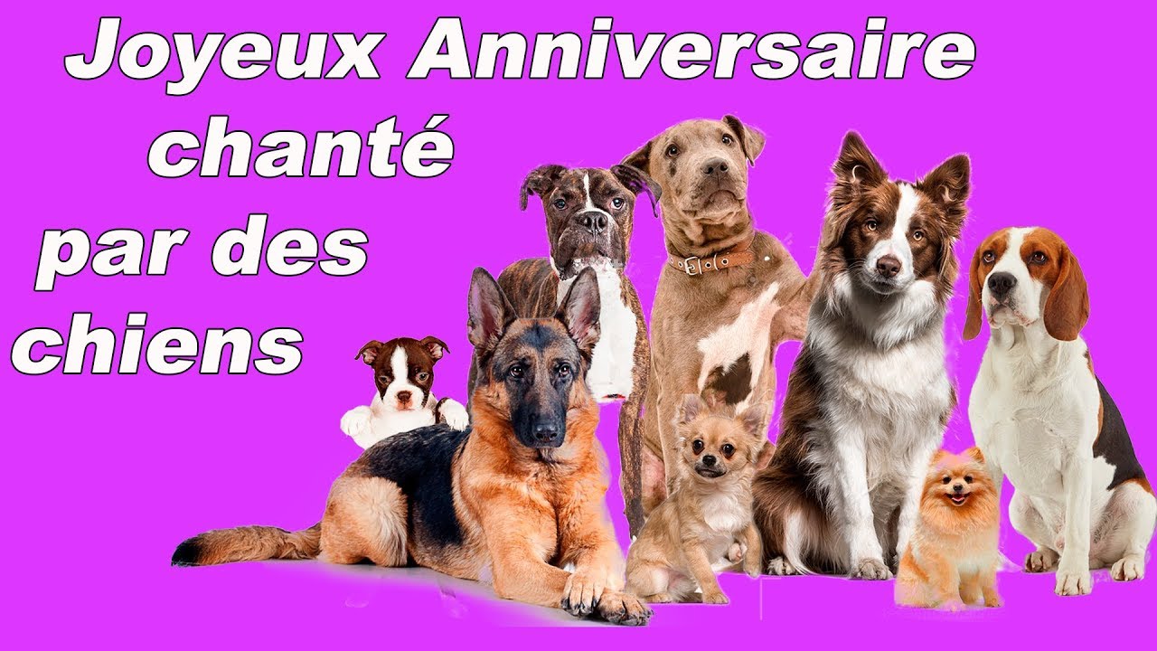 Joyeux Anniversaire chant&eacute; par des chiens