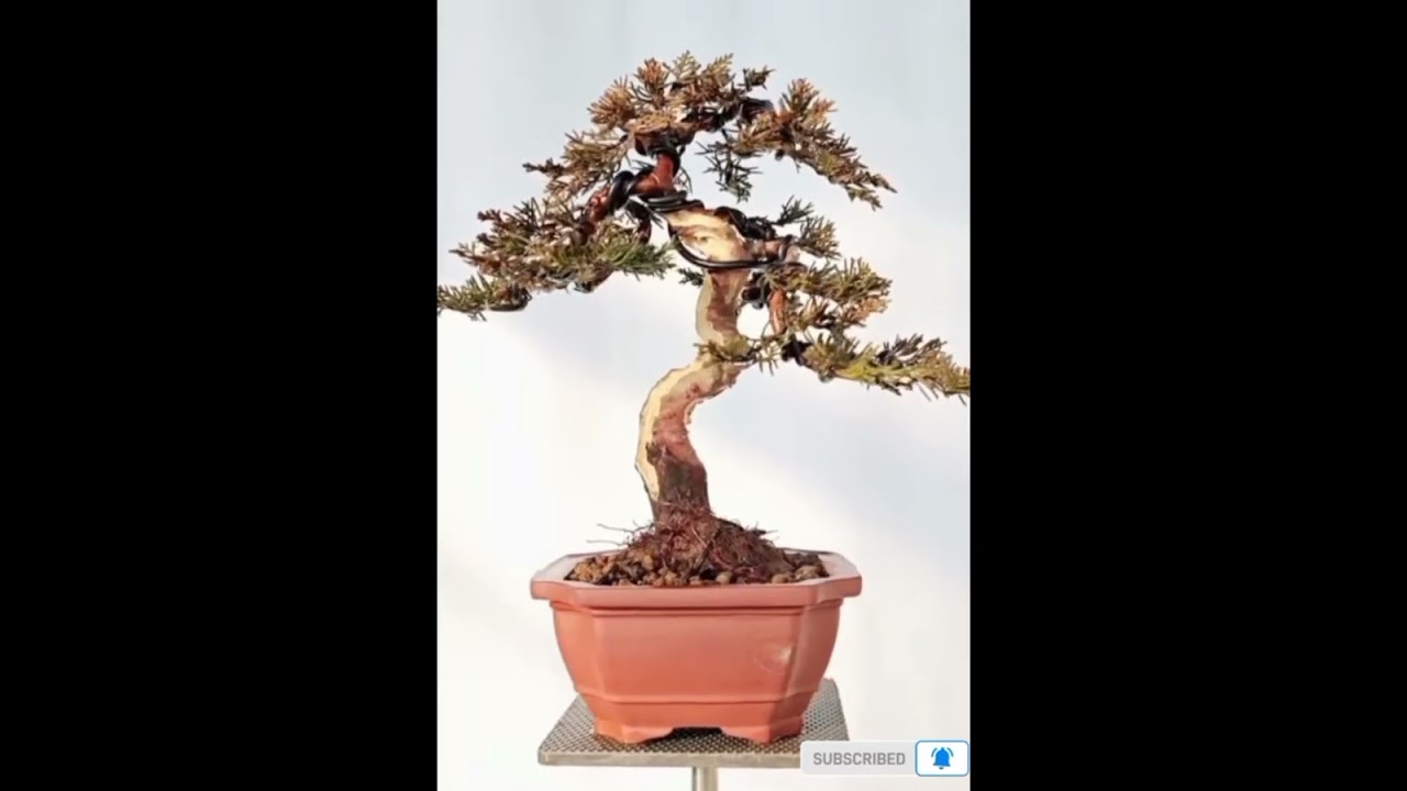 SMOLL MAME BONSAI #bonsaimame #belajarbonsai #bonsai #bonsaiinspirasi #bonsaiindonesia #hobybonsai
