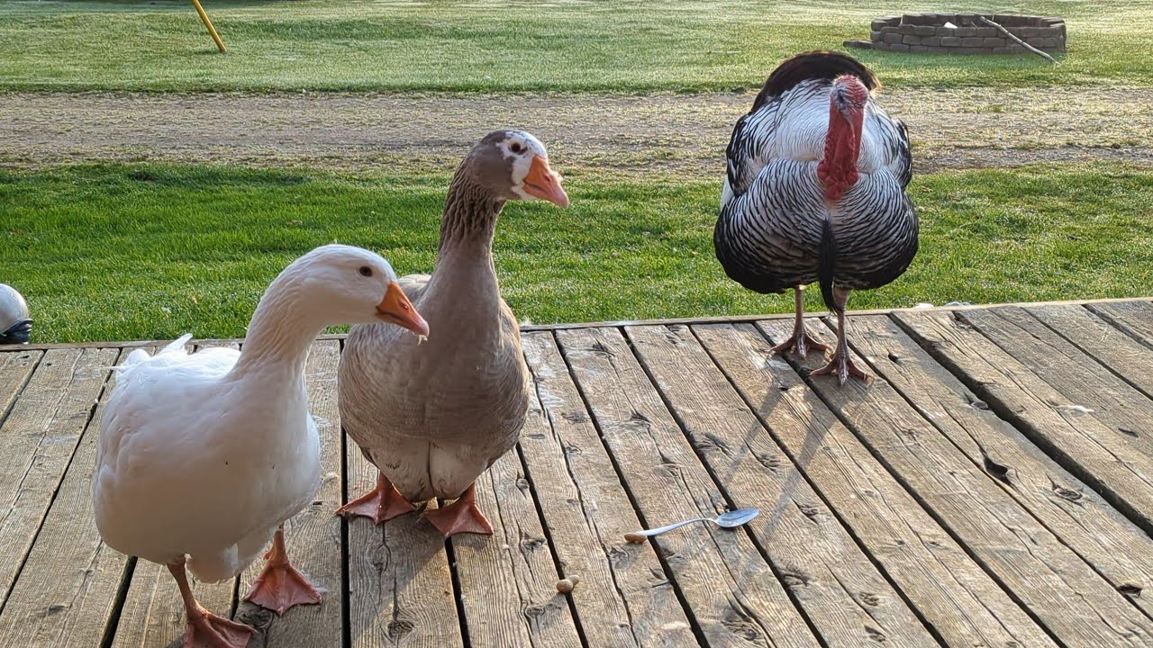 Crow Returns Stolen Spoon, The Geese Solve The Mystery