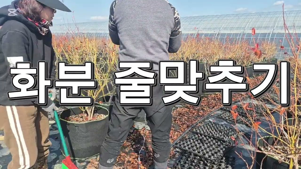 블루베리 화분 줄 맞추기