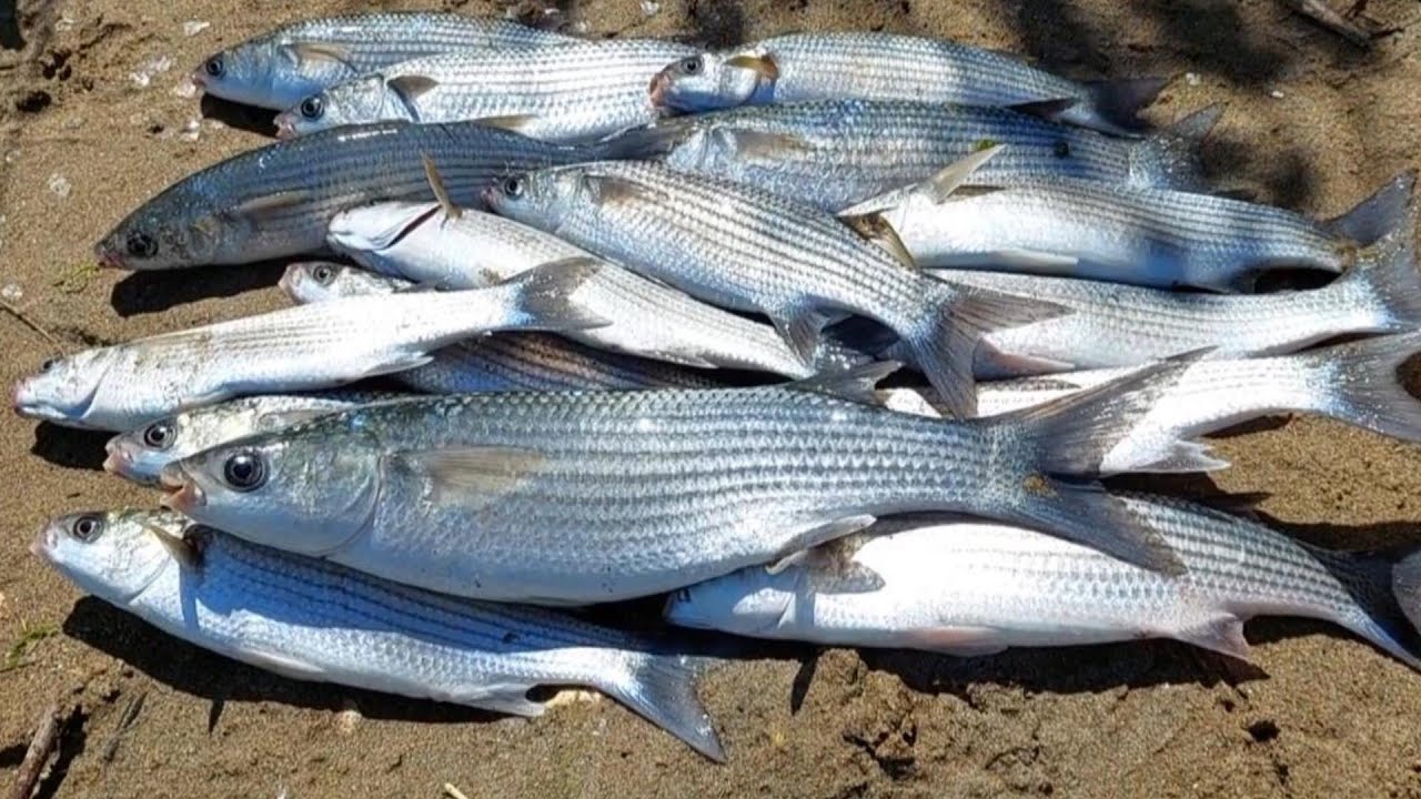 Abboccate in Diretta, Pesca in Foce...