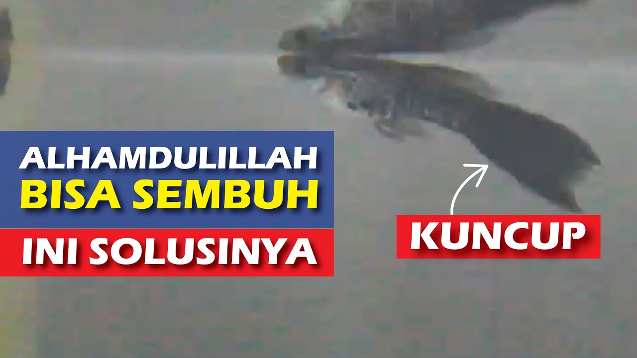 Cara Mengobati Penyakit Kuncup Pada Ikan Guppy dan Cara Mencegahnya, Alhamdulillah 100% Sembuh