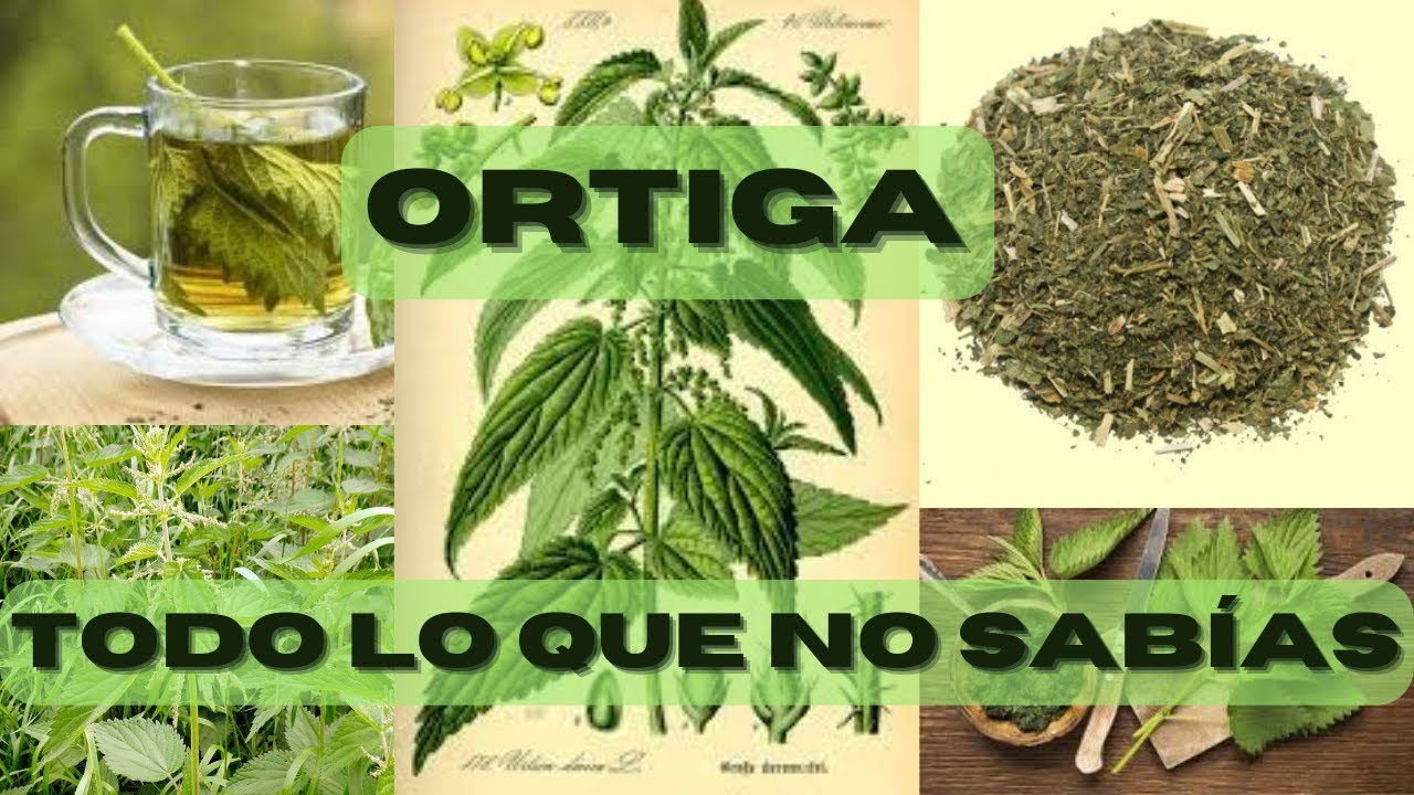 Ortiga, todo lo que no sabías