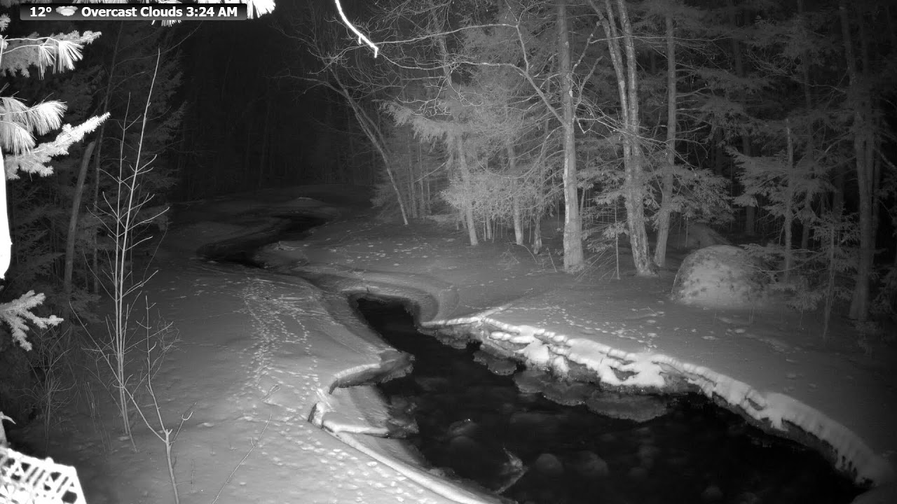 🔴 McCaslin Brook Live 24/7 | Serene Babbling Brook Sounds & Wildlife | Nicolet National Forest.