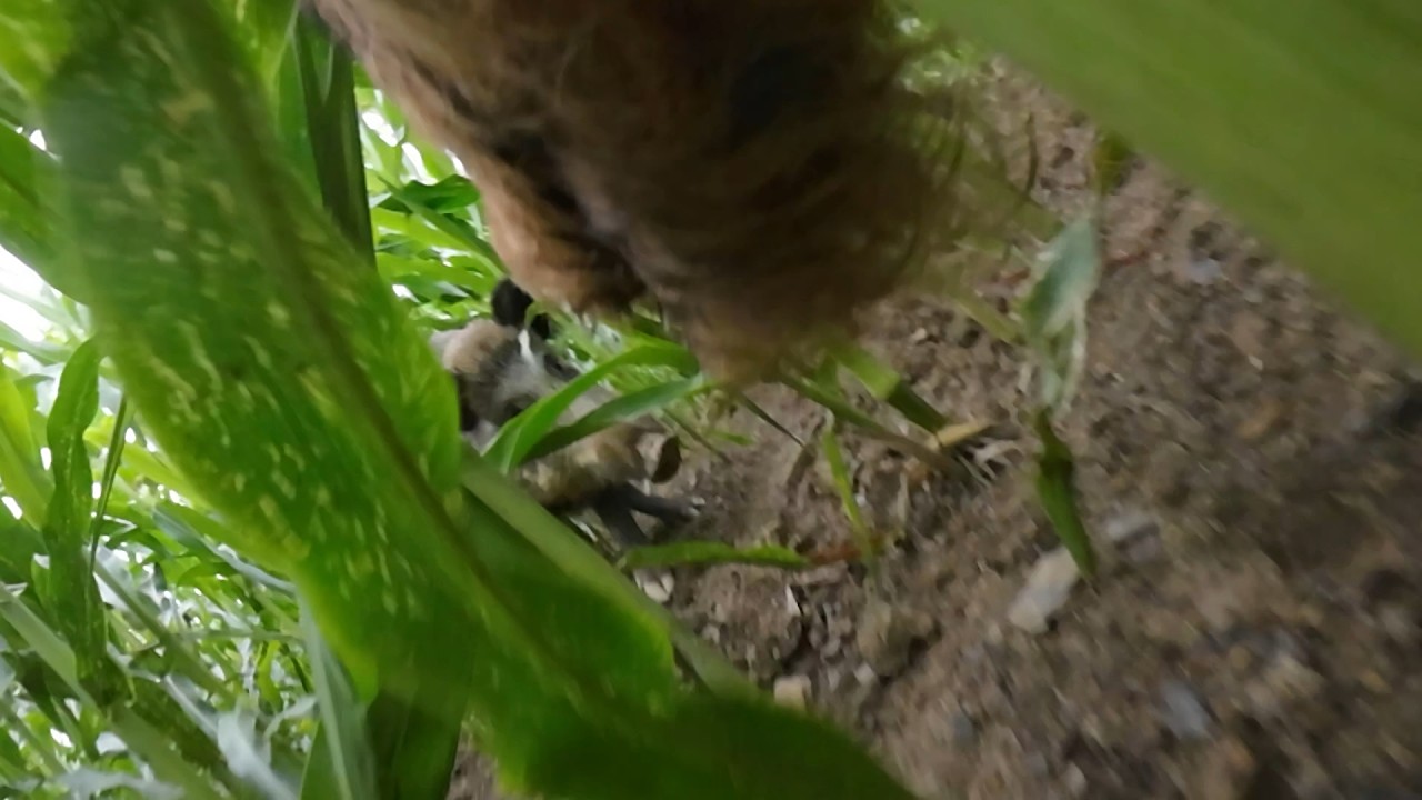 FridaCam #2 / Heideterrier im Einsatz