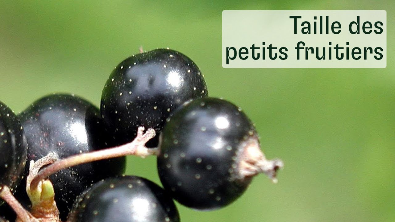 La taille des petits fruitiers