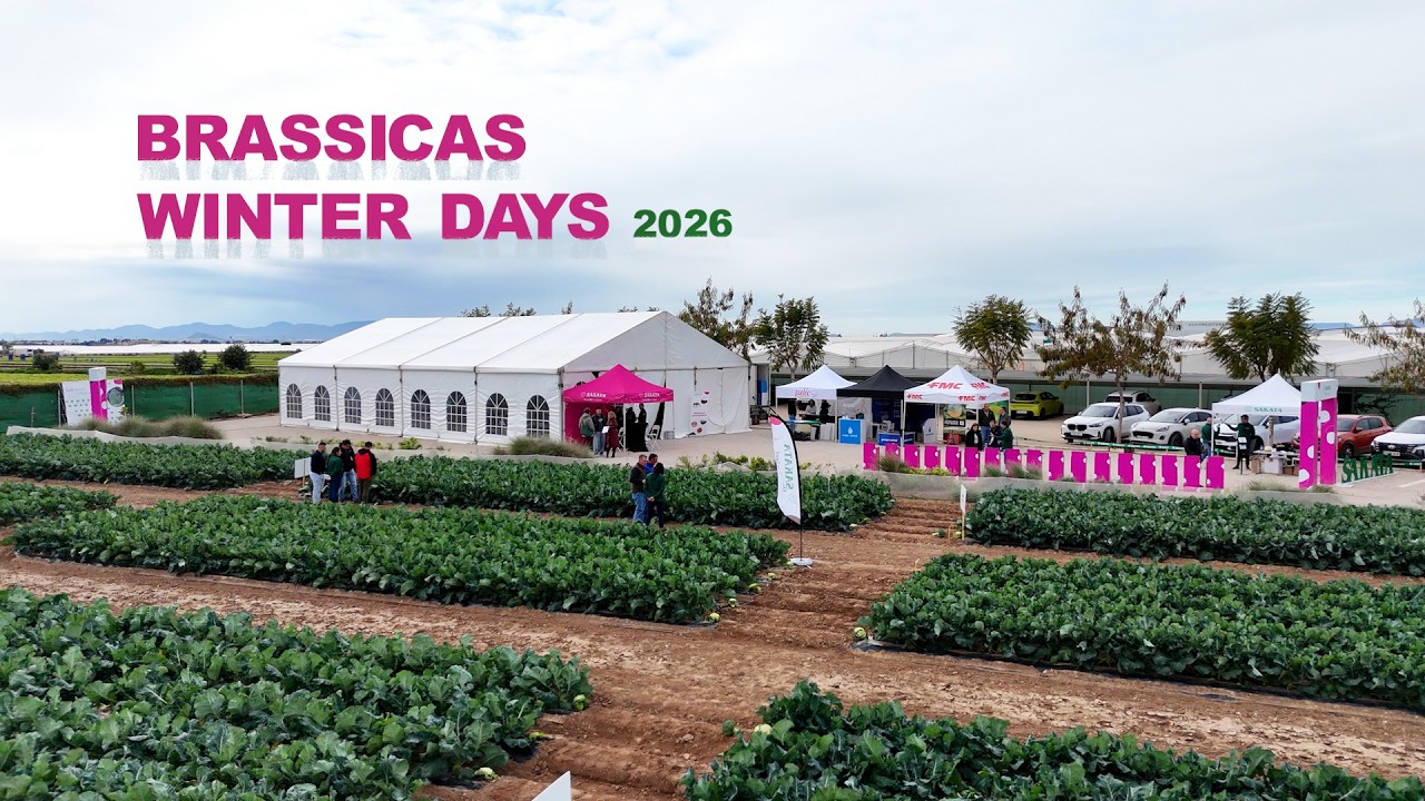 BRASSICAS WINTER DAYS 2026