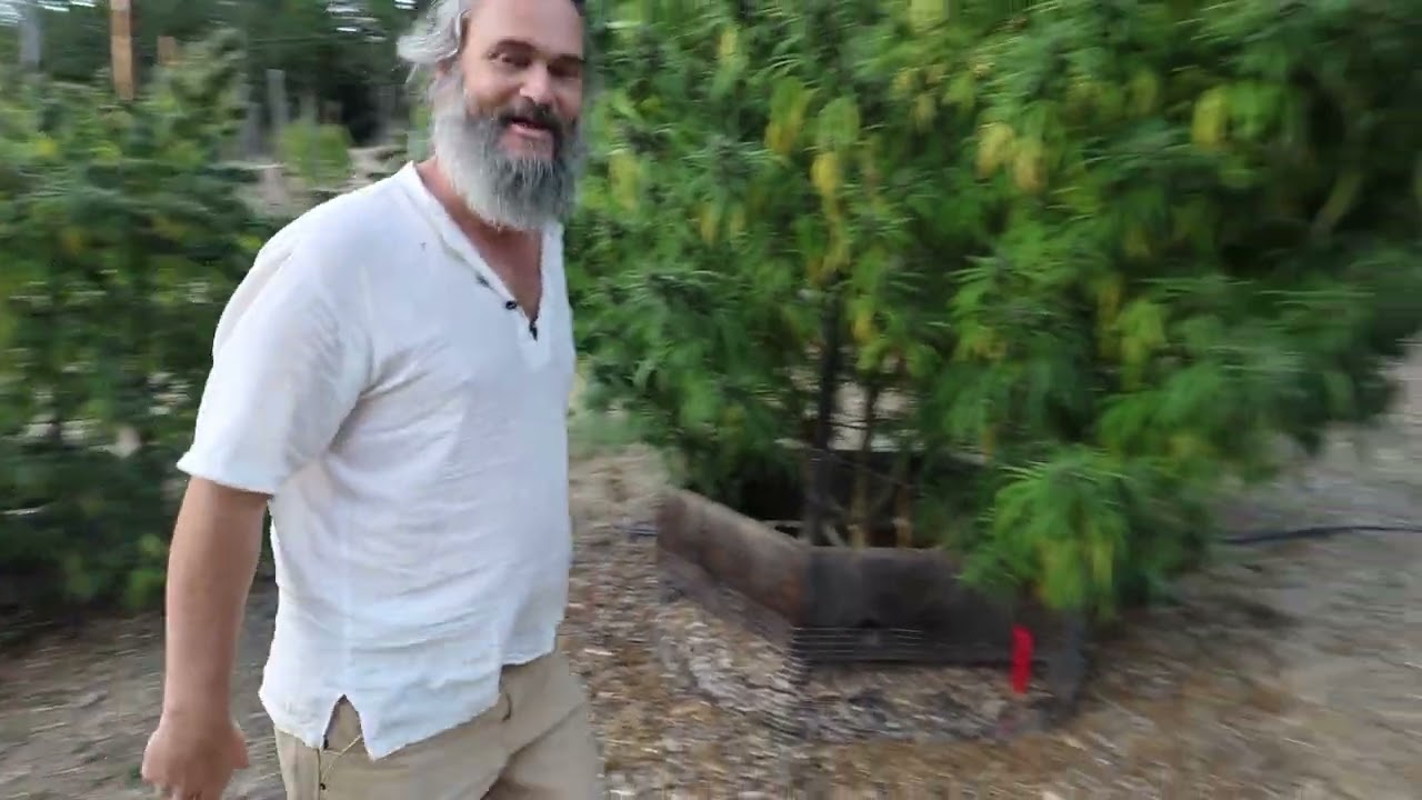 MEXICO - SINALOA