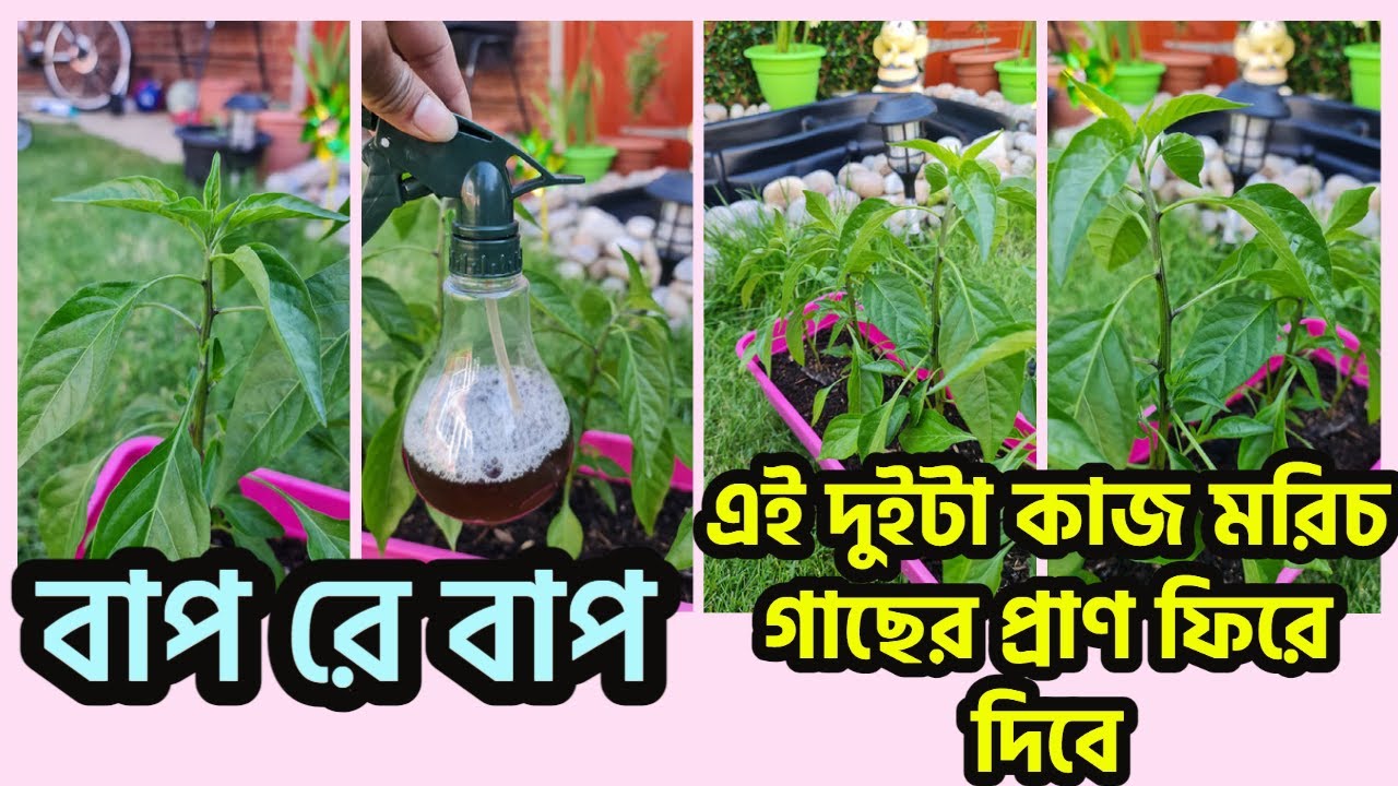 বাপ রে বাপ এই দুইটা কাজ মরিচ গাছের প্রাণ ফিরে দিবে Making chilies plants healthy