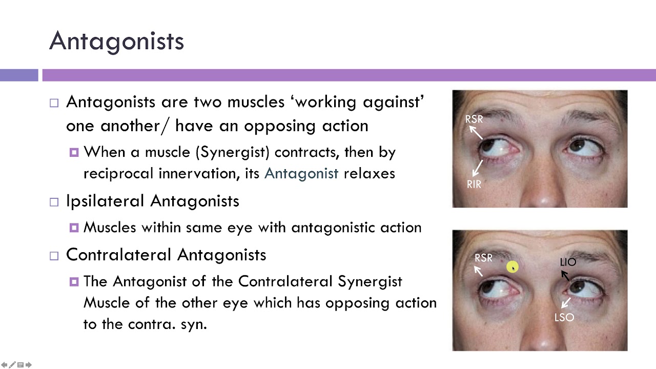 Synergists & Antagonists