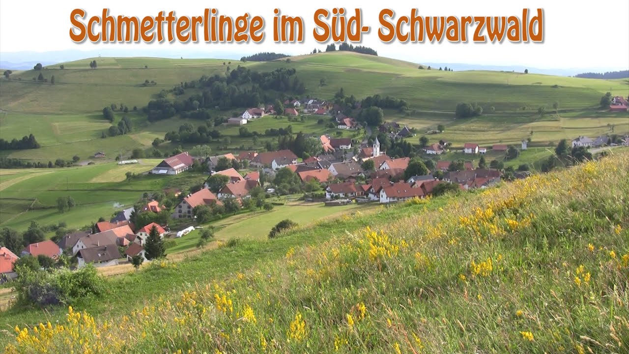 Der Süd- Schwarzwald und warum Schmetterlinge so selten sind