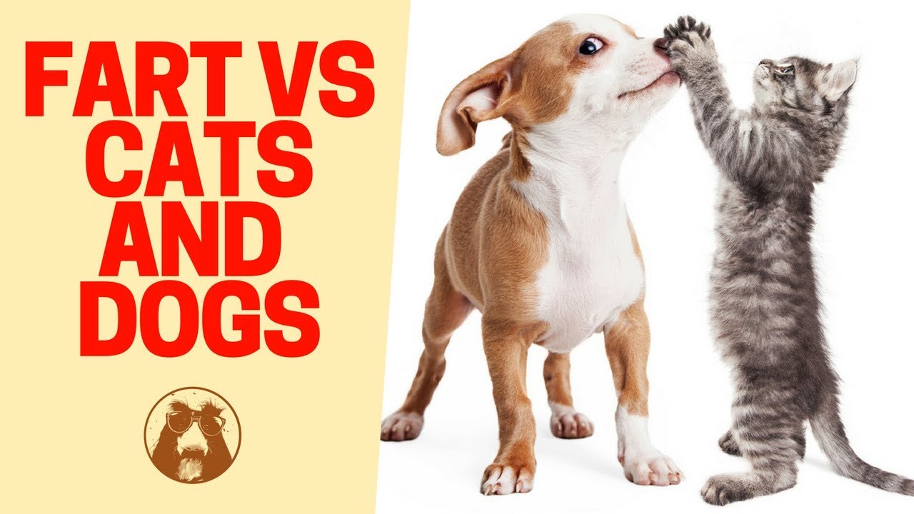 Scared of Farts - Funny 😂 Cat and Dog Videos