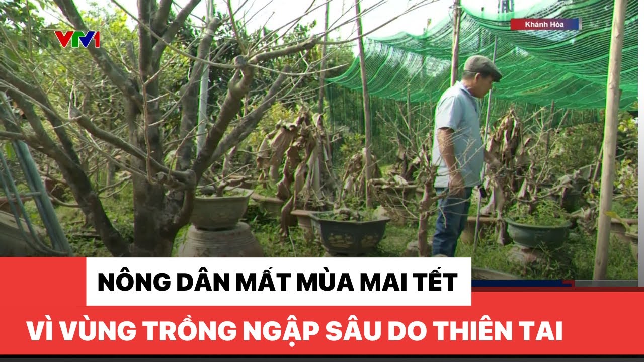 Vùng trồng mai ngập sâu, nguy cơ thất thu mùa Tết