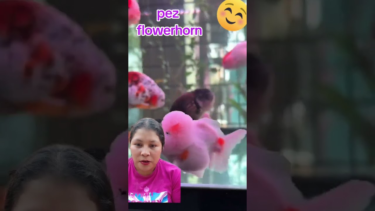 pez flowerhorn #satisfying #videoreaction #reels #peces