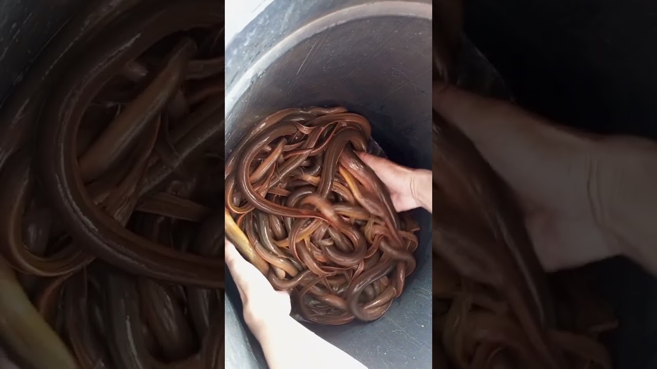 GIANT EEL FISH | INVASIVE EEL 