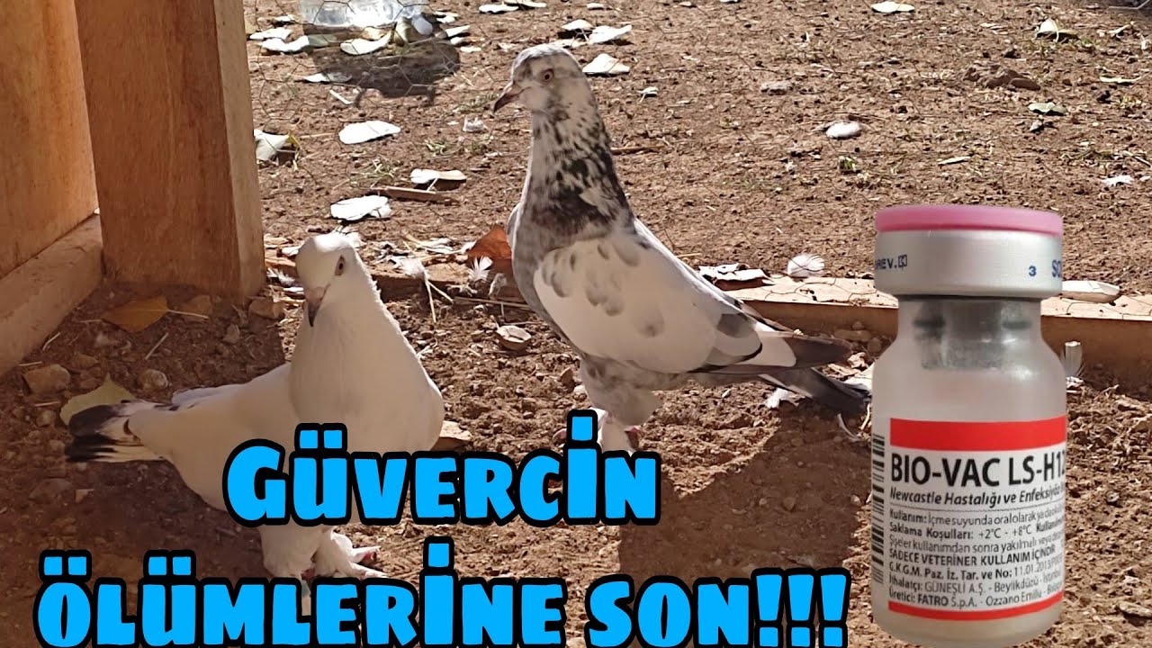 KUŞLARIMA BİO VAC AŞISI YAPTIM. HEPSİ ŞUAN SAPASAĞLAM !