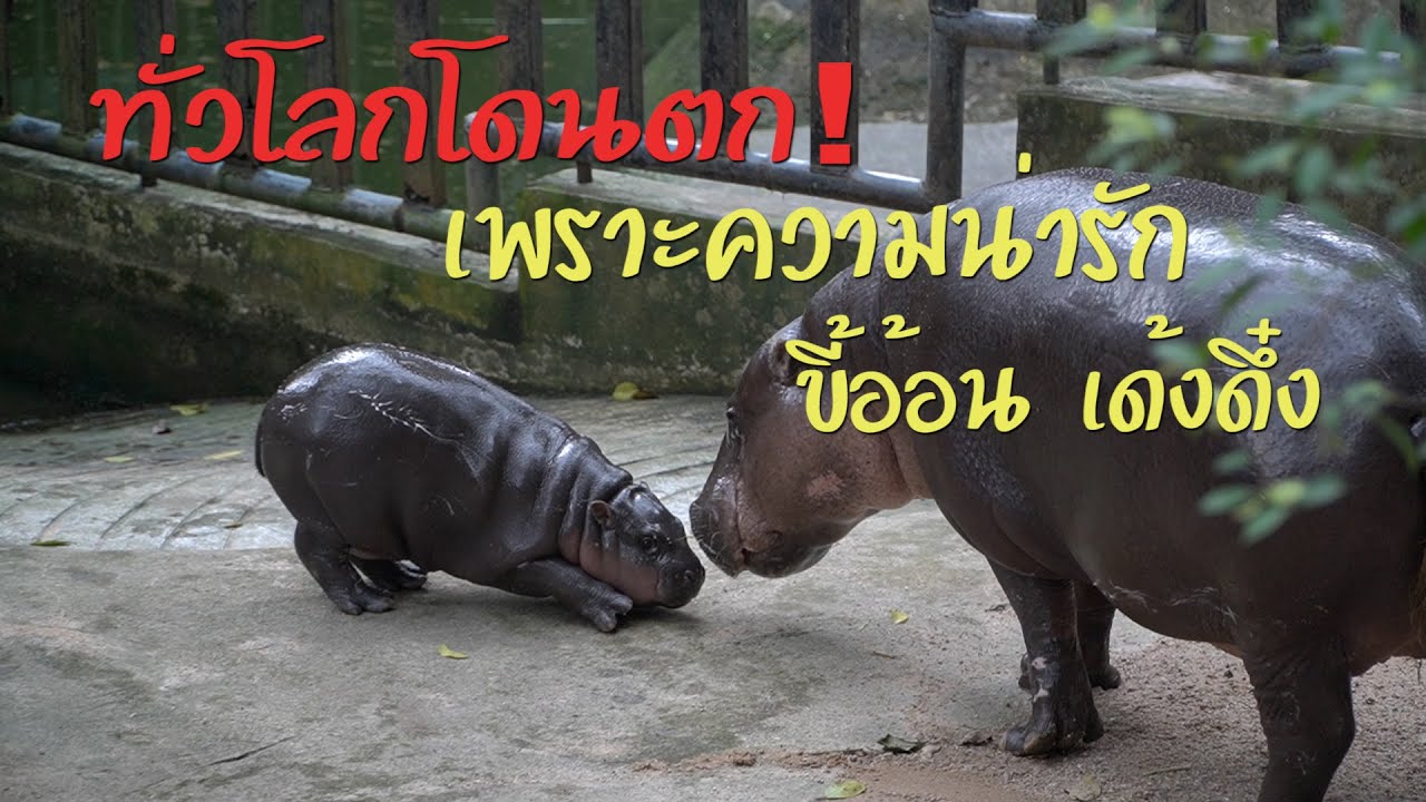 บอกโลกว่า หนูชื่อหมูเด้ง