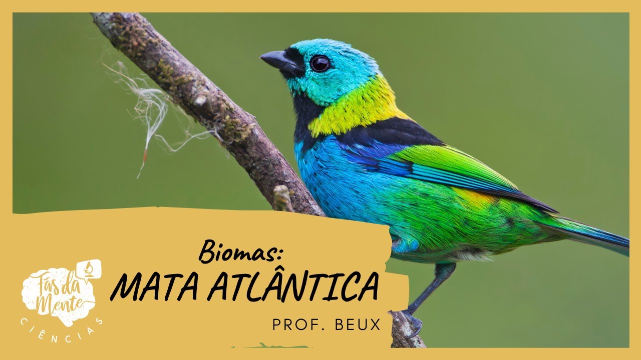 Biomas: MATA ATLÂNTICA - Ensino Fundamental