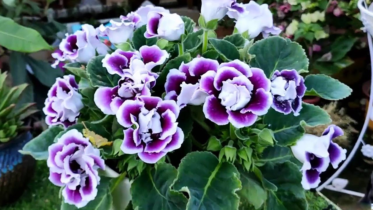 【養養養花花花】養上一盆大岩桐，用點“小技巧”，花苞滿枝頭，夏季開花美如畫
