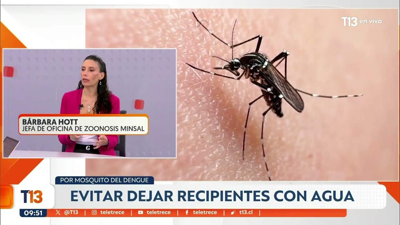 Alerta Sanitaria por mosquito del Dengue: ¿qué precauciones tomar?