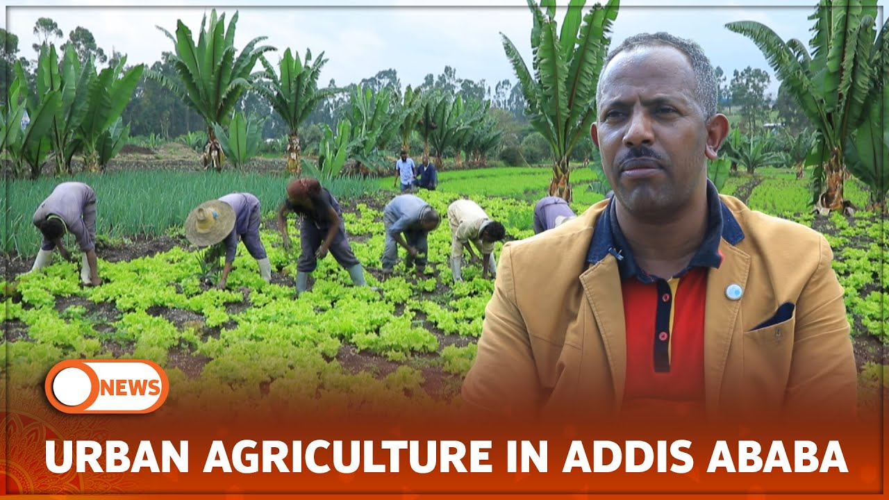 URBAN AGRICULTURE IN ADDIS ABABA
