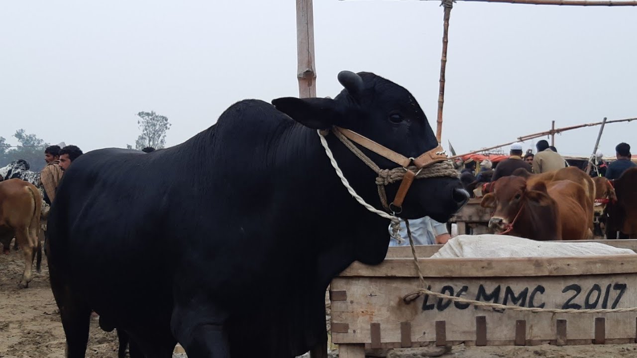 BEHTAREEN Cow mandi 2019 rates in Lahore Bakra Mandi Pakistan