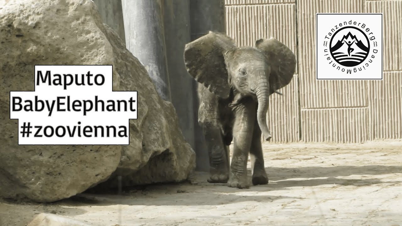 🐘🍼Maputo BabyElephant #zoovienna