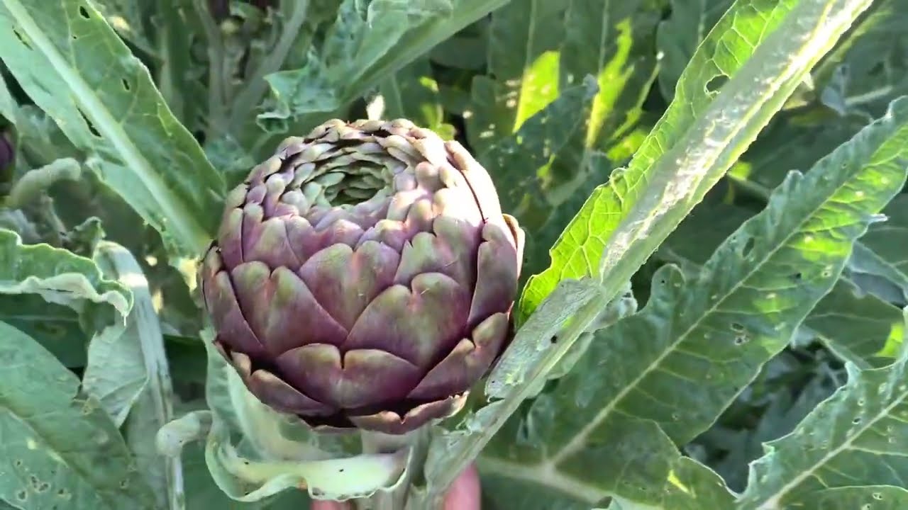 CARCIOFI: la raccolta