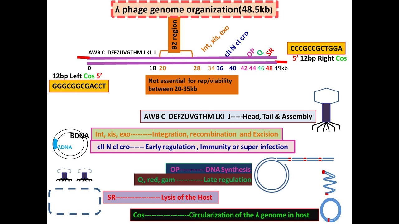 Lamda Phage genome Organization: Bacteriophage, Cos sites