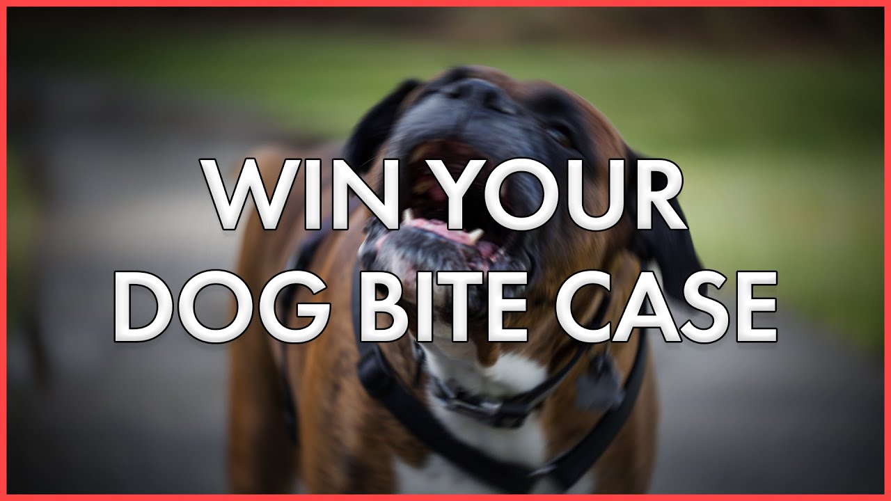 8 Steps Dog Bite Attorneys Take to Win Your Case