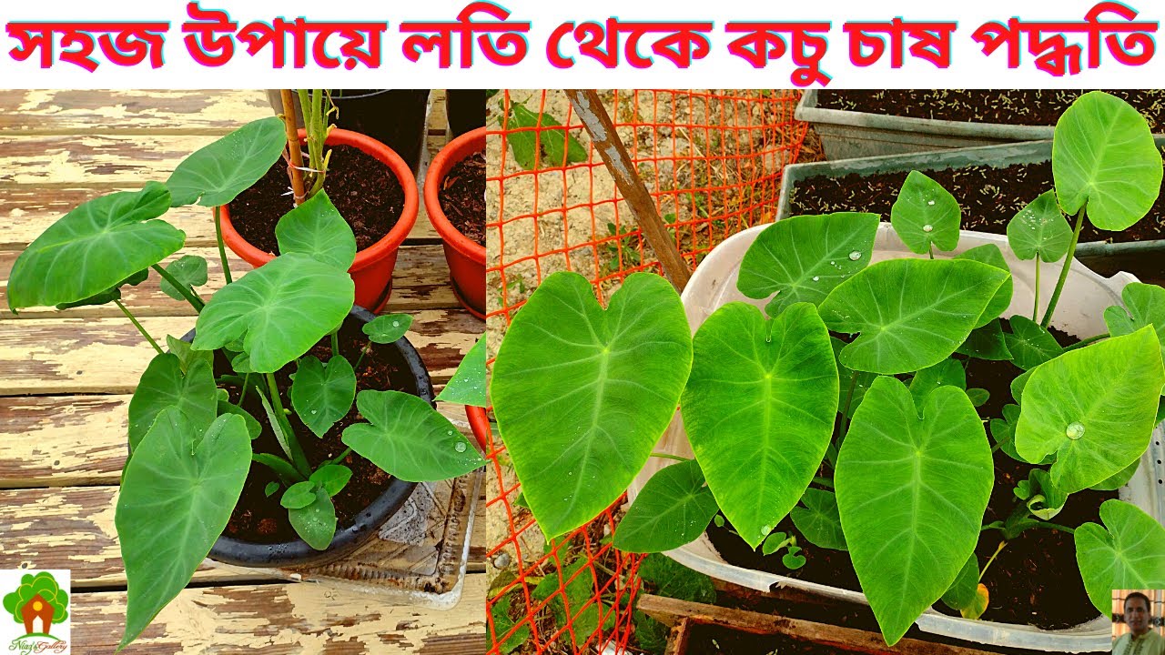 লতি থেকে কচু চাষ পদ্ধতি। লতি থেকে কচু।  টবে কচু চাষ পদ্ধতি।  How to grow taro plants from loti.