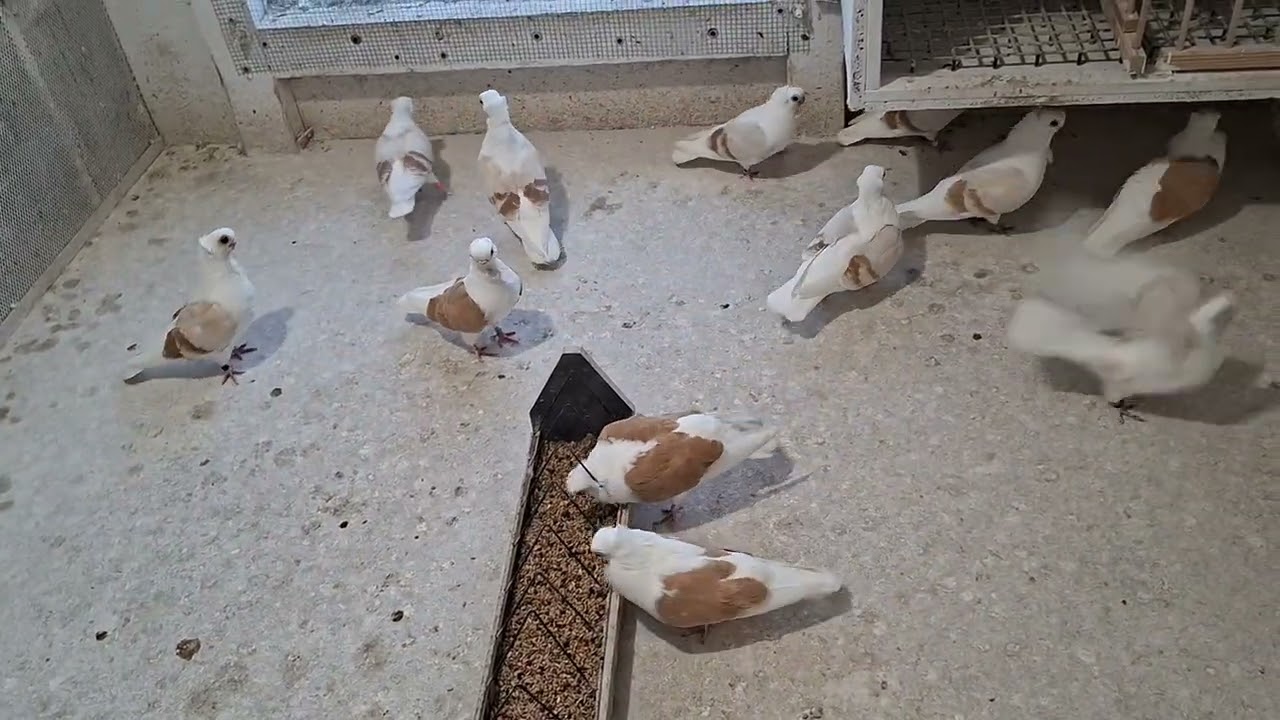 Mewka Polska 