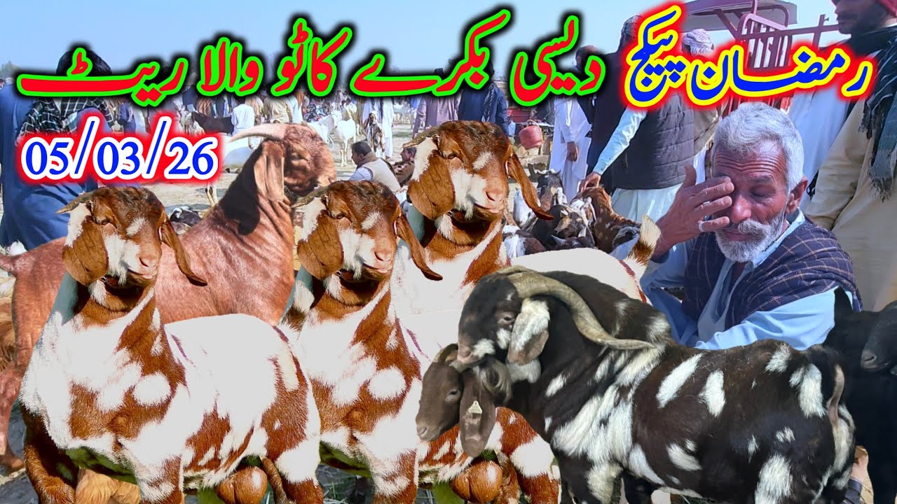 رمضان شریف میں سستی منڈی سستے بکرے دیسی کاٹو مال منڈی مکمل معلوماتMalik Imran Goat Farm 5 March 2026
