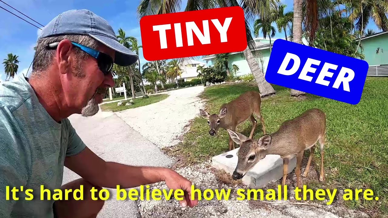 Florida Key Deer, smallest deer in North America