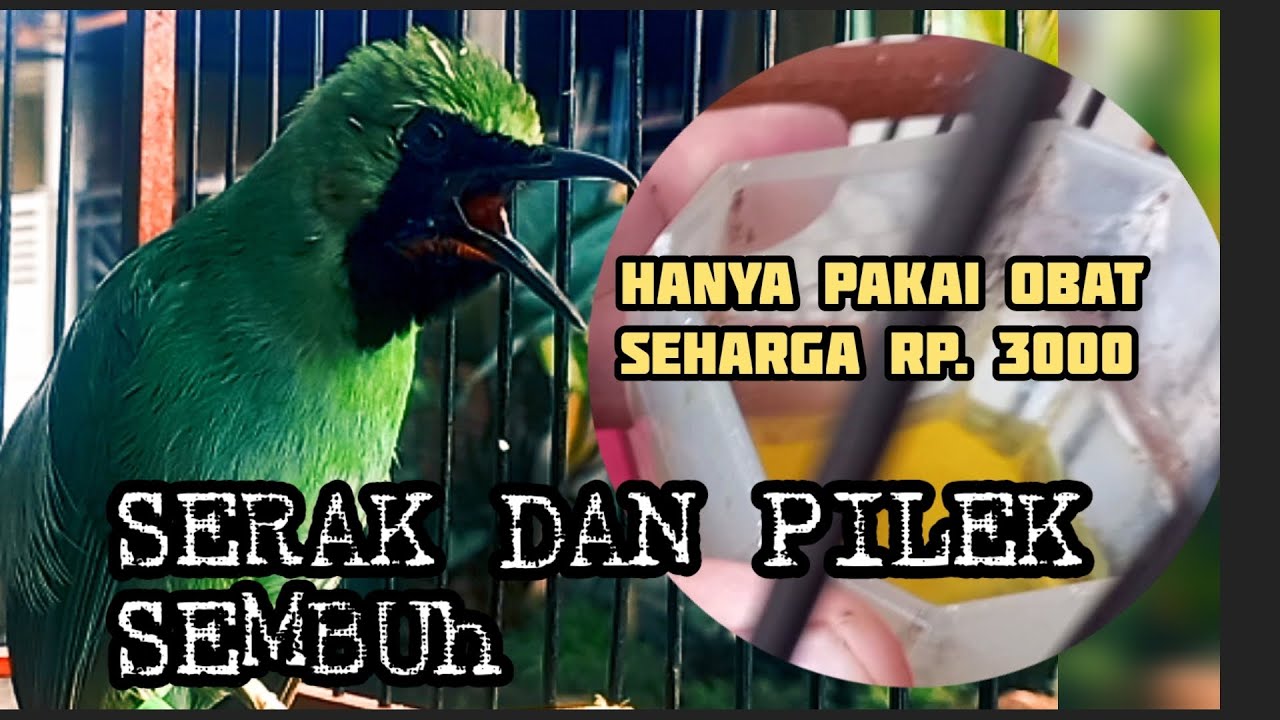 CARA MENGOBATI BURUNG CUCAK IJO SERAK