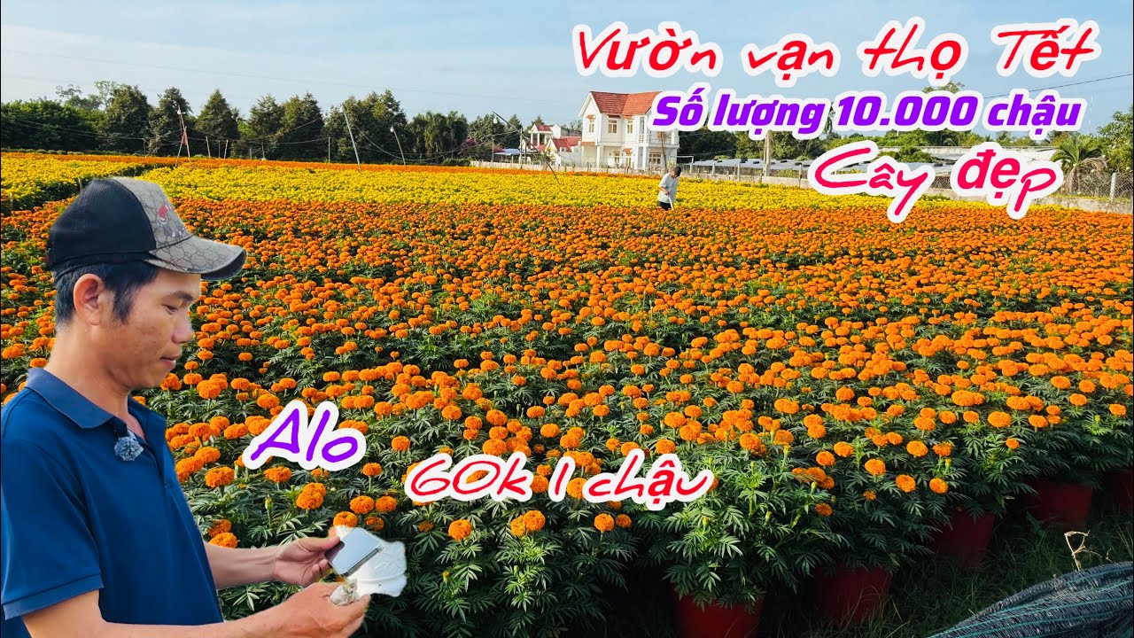 Vườn hoa vạn thọ cực đẹp số lượng khủng chào Tết..#hoatet2026 