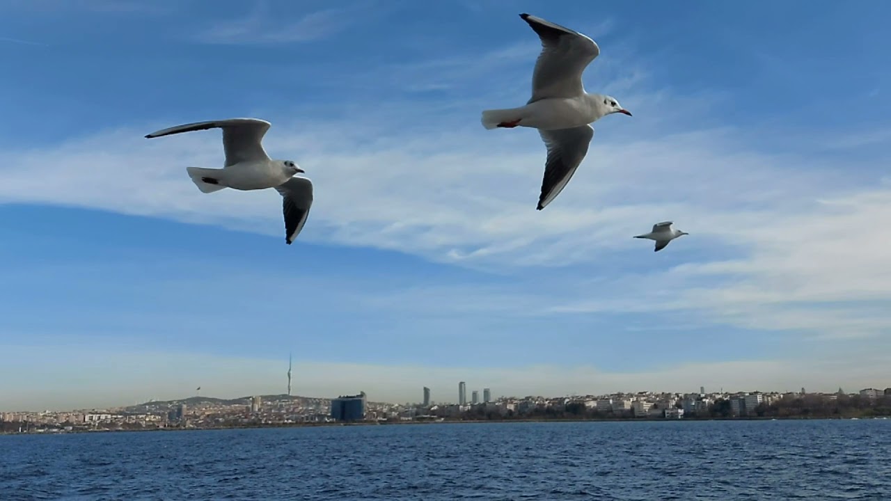 Philippe Sarde - Martini Dry - Martıların Dansı #istanbul